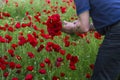 A man collects poppies with love against the background of a poppy field with many beautiful bright flowers Royalty Free Stock Photo