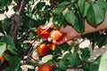 man collects some ripe apricots from the tree Royalty Free Stock Photo