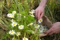 A man collects a spring healing chamomile in a bag