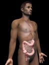 man - colon Royalty Free Stock Photo