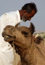 Man combing camel Royalty Free Stock Photo