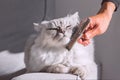 Man combing his grey persian cat. Sweet cat enjoying while being brushed.