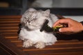 Man combing his lovely grey cat with FURminatoror grooming tool. Pet care, grooming