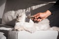 Man combing lovely cute grey longhaired persian cat. Fluffy cat loves being brushed
