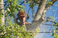 Man concentrating on sawing a tree Royalty Free Stock Photo