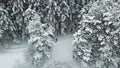 A man among coniferous trees, green firs covered with snow. Snow-covered forest in the mountains. Royalty Free Stock Photo