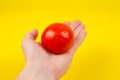 A man cook hand holding a colorful fresh red tomato, isolated on yellow background. White male hand showing a fresh delicious Royalty Free Stock Photo