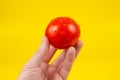 A man cook hand holding a colorful fresh red tomato, isolated on yellow background. White male hand showing a fresh delicious Royalty Free Stock Photo