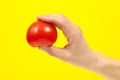 A man cook hand holding a colorful fresh red tomato, isolated on yellow background. White male hand showing a fresh delicious Royalty Free Stock Photo