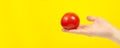 A man cook hand holding a colorful fresh red tomato, isolated on yellow background. White male hand showing a fresh delicious Royalty Free Stock Photo