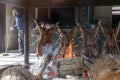 Man cooking the famous Fuegian lamb with a barbecue, in Ushuaia, Argentina