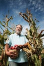 Man in corn field Royalty Free Stock Photo