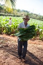 Man working at Tobacco Farm