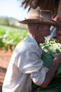 Man working at Tobacco Farm