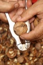 Man cracking walnuts with metal nutcracker in the hand Royalty Free Stock Photo
