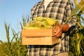 Man with crate of ripe corn cobs in field, closeup Royalty Free Stock Photo
