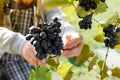 Man crop ripe bunch of black grapes on vine. Male hands picking Autumn grapes harvest for wine making In Vineyard. Cabernet Royalty Free Stock Photo