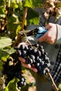 Man crop ripe bunch of black grapes on vine. Male hands picking Autumn grapes harvest for wine making In Vineyard. Cabernet Royalty Free Stock Photo