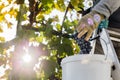 Man crop ripe bunch of black grapes on vine. Male hands picking Autumn grapes harvest for wine making In Vineyard. Cabernet Royalty Free Stock Photo