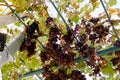 Man crop ripe bunch of red grapes on vine. Vintner man picking Autumn grapes harvest for food or wine making In Vineyard. Red