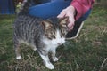 Man cuddle the cat outdoor in backyard on grass