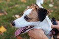 Man cuddling dog. Man playing with his Jack Russell Terrier. man hand stroking of cute dog in park. Closeup of master owner hand p