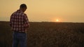 Man cultivator taking wheat grain hands at sunset field horizon. Morning sunrise Royalty Free Stock Photo