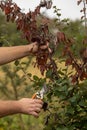 Man cut brunch infected with Fire blight, fireblight, quince apple and pear disease, caused by bacteria Erwinia amylovora