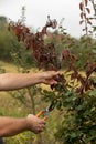 Man cut brunch infected with Fire blight, fireblight, quince apple and pear disease, caused by bacteria Erwinia amylovora