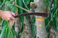 Cut down the bamboo trees by chopping knife Royalty Free Stock Photo