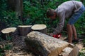 Man cut felled trees, a working guy cuts stumps with a chainsaw in the forest Royalty Free Stock Photo