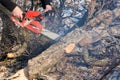 A man cuts a chainsaw trunk and branches of a tree. Royalty Free Stock Photo