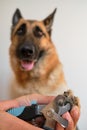 Owners hands take care of pets health. Hold paw and cut claws of German Shepherd. Man cuts dogs claws with special scissors and