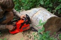 A man cuts a fallen tree with a chainsaw Royalty Free Stock Photo