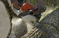 Man cuts a fallen tree. Royalty Free Stock Photo