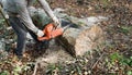 A man cuts a fallen tree into logs. Royalty Free Stock Photo