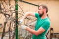 A man cuts grapes in the spring. A man caring for a vineyard close-up and copy space. Grapevine pruning in autumn and spring
