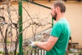 A man cuts grapes in the spring. A man caring for a vineyard close-up and copy space. Grapevine pruning in autumn and spring