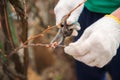 A man cuts grapes in the spring. A man caring for a vineyard close-up and copy space. Grapevine pruning in autumn and spring