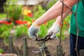 A man cuts grapes in the spring. A man caring for a vineyard close-up and copy space. Grapevine pruning in autumn and spring