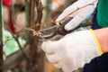 A man cuts grapes in the spring. A man caring for a vineyard close-up and copy space. Grapevine pruning in autumn and spring