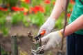 A man cuts grapes in the spring. A man caring for a vineyard close-up and copy space. Grapevine pruning in autumn and spring