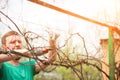 A man cuts grapes in the spring. A man caring for a vineyard close-up and copy space. Grapevine pruning in autumn and spring