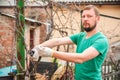 A man cuts grapes in the spring. A man caring for a vineyard close-up and copy space. Grapevine pruning in autumn and spring