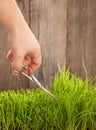 Man cuts grass for lawn with scissors, fresh cut lawn Royalty Free Stock Photo