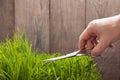 Man cuts grass for lawn with scissors, fresh cut lawn Royalty Free Stock Photo