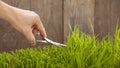 Man cuts grass for lawn with scissors, fresh cut lawn Royalty Free Stock Photo