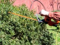 Man cuts green bush with electric hedge trimmer Royalty Free Stock Photo