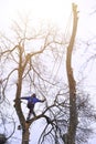 A man cuts high branches of trees, an arborist with a chain saw clears a tree of high dangerous rough branches.