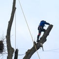 A man cuts high branches of trees, an arborist with a chain saw clears a tree of high dangerous rough branches. Royalty Free Stock Photo